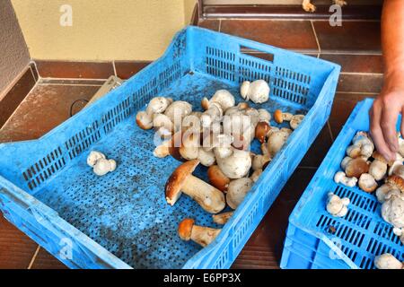 Dabrowa, Pologne 28e, Août 2014 Femme travaillant dans le sous-bois temporaire point d'achat. Beaucoup de gens prendre penny bun les champignons dans le Bory Tucholskie forêt. Cueillette de champignons et de les vendre, est un moyen populaire pour faire de l'argent dans les régions pauvres de la Pologne où le chômage atteint 30  %. Banque D'Images