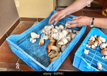 Dabrowa, Pologne 28e, Août 2014 Femme travaillant dans le sous-bois temporaire point d'achat. Beaucoup de gens prendre penny bun les champignons dans le Bory Tucholskie forêt. Cueillette de champignons et de les vendre, est un moyen populaire pour faire de l'argent dans les régions pauvres de la Pologne où le chômage atteint 30  %. Banque D'Images