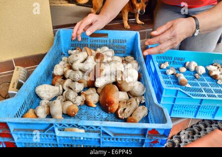 Dabrowa, Pologne 28e, Août 2014 Femme travaillant dans le sous-bois temporaire point d'achat. Beaucoup de gens prendre penny bun les champignons dans le Bory Tucholskie forêt. Cueillette de champignons et de les vendre, est un moyen populaire pour faire de l'argent dans les régions pauvres de la Pologne où le chômage atteint 30  %. Banque D'Images