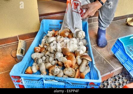 Dabrowa, Pologne 28e, Août 2014 Femme travaillant dans le sous-bois temporaire point d'achat. Beaucoup de gens prendre penny bun les champignons dans le Bory Tucholskie forêt. Cueillette de champignons et de les vendre, est un moyen populaire pour faire de l'argent dans les régions pauvres de la Pologne où le chômage atteint 30  %. Banque D'Images