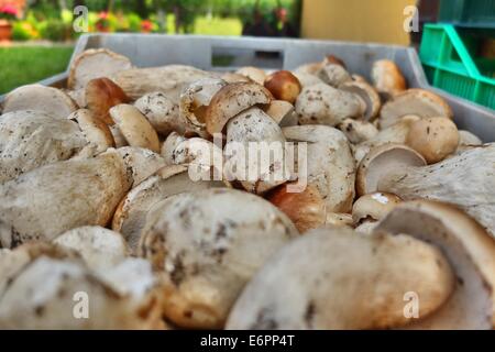 Dabrowa, Pologne 28e, Août 2014 Femme travaillant dans le sous-bois temporaire point d'achat. Beaucoup de gens prendre penny bun les champignons dans le Bory Tucholskie forêt. Cueillette de champignons et de les vendre, est un moyen populaire pour faire de l'argent dans les régions pauvres de la Pologne où le chômage atteint 30  %. Banque D'Images