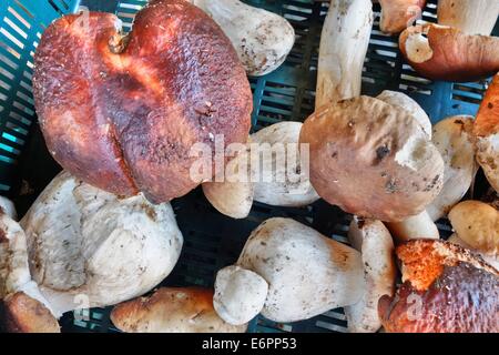 Dabrowa, Pologne 28e, Août 2014 Femme travaillant dans le sous-bois temporaire point d'achat. Beaucoup de gens prendre penny bun les champignons dans le Bory Tucholskie forêt. Cueillette de champignons et de les vendre, est un moyen populaire pour faire de l'argent dans les régions pauvres de la Pologne où le chômage atteint 30  %. Banque D'Images