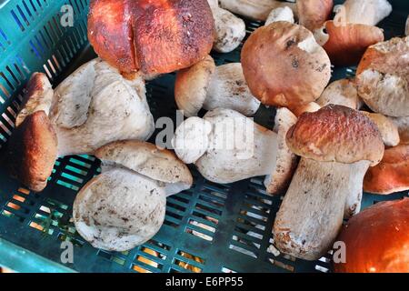 Dabrowa, Pologne 28e, Août 2014 Femme travaillant dans le sous-bois temporaire point d'achat. Beaucoup de gens prendre penny bun les champignons dans le Bory Tucholskie forêt. Cueillette de champignons et de les vendre, est un moyen populaire pour faire de l'argent dans les régions pauvres de la Pologne où le chômage atteint 30  %. Banque D'Images