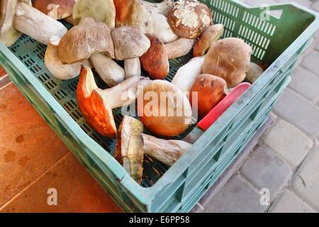 Dabrowa, Pologne 28e, Août 2014 Femme travaillant dans le sous-bois temporaire point d'achat. Beaucoup de gens prendre penny bun les champignons dans le Bory Tucholskie forêt. Cueillette de champignons et de les vendre, est un moyen populaire pour faire de l'argent dans les régions pauvres de la Pologne où le chômage atteint 30  %. Banque D'Images