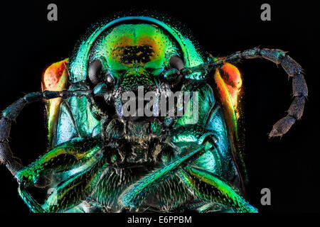 Chrysochus auratus, inconnu, face   2012-07-24-1425 8071054438 o Chrysochus auratus, chanvre indien, Beltsville, Maryland Chrysochus auratus, inconnu, face 2012-07-24-14 25,25 Banque D'Images