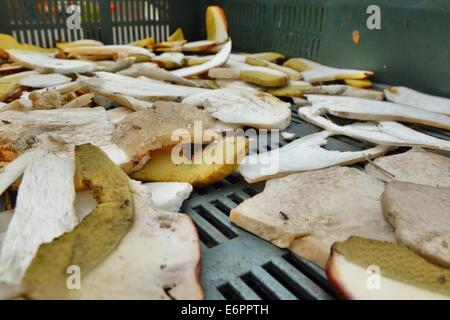 Dabrowa, Pologne 28e, Août 2014 Femme travaillant dans le dessiccateur de champignons dans le village de Dabrowa le Bory Tucholskie forêt. Cueillette de champignons et de les vendre, est un moyen populaire pour faire de l'argent dans les régions pauvres de la Pologne où le chômage atteint 30  %. Les champignons séchés sont 10 fois plus cher que la normale. © Michal Fludra/Alamy Live News Banque D'Images