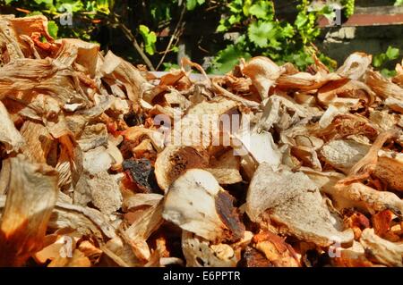 Dabrowa, Pologne 28e, Août 2014 Femme travaillant dans le dessiccateur de champignons dans le village de Dabrowa le Bory Tucholskie forêt. Cueillette de champignons et de les vendre, est un moyen populaire pour faire de l'argent dans les régions pauvres de la Pologne où le chômage atteint 30  %. Les champignons séchés sont 10 fois plus cher que la normale. © Michal Fludra/Alamy Live News Banque D'Images