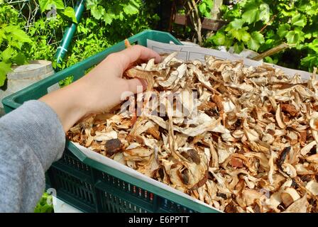 Dabrowa, Pologne 28e, Août 2014 Femme travaillant dans le dessiccateur de champignons dans le village de Dabrowa le Bory Tucholskie forêt. Cueillette de champignons et de les vendre, est un moyen populaire pour faire de l'argent dans les régions pauvres de la Pologne où le chômage atteint 30  %. Les champignons séchés sont 10 fois plus cher que la normale. © Michal Fludra/Alamy Live News Banque D'Images