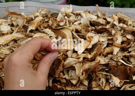 Dabrowa, Pologne 28e, Août 2014 Femme travaillant dans le dessiccateur de champignons dans le village de Dabrowa le Bory Tucholskie forêt. Cueillette de champignons et de les vendre, est un moyen populaire pour faire de l'argent dans les régions pauvres de la Pologne où le chômage atteint 30  %. Les champignons séchés sont 10 fois plus cher que la normale. © Michal Fludra/Alamy Live News Banque D'Images