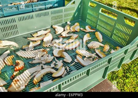 Dabrowa, Pologne 28e, Août 2014 Femme travaillant dans le dessiccateur de champignons dans le village de Dabrowa le Bory Tucholskie forêt. Cueillette de champignons et de les vendre, est un moyen populaire pour faire de l'argent dans les régions pauvres de la Pologne où le chômage atteint 30  %. Les champignons séchés sont 10 fois plus cher que la normale. © Michal Fludra/Alamy Live News Banque D'Images