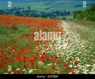 Coquelicots et marguerites de croissant sur une colline près de Vaux dans le Wiltshire, Angleterre. Banque D'Images