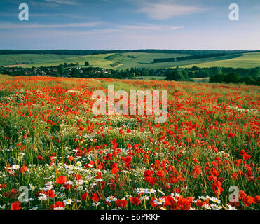 Coquelicots et marguerites de croissant sur une colline près de Vaux dans le Wiltshire, Angleterre. Banque D'Images