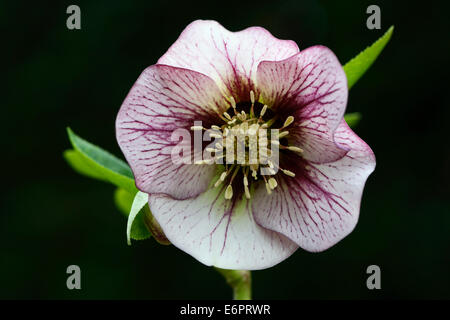 L'hellébore oriental ou Lenten Rose (Helleborus orientalis cult.), Basse-Saxe, Allemagne Banque D'Images