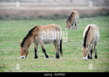 Chevaux de Przewalski (Equus ferus przewalskii), de l'Ems, Basse-Saxe, Allemagne Banque D'Images