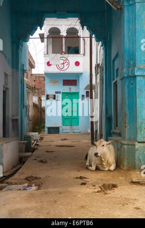 Vache au repos dans street à Udaipur, Rajasthan, Inde. Banque D'Images