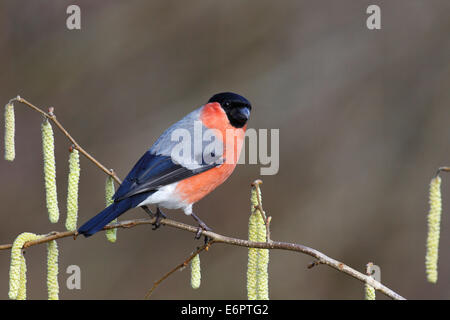 Bouvreuil (Pyrrhula pyrrhula), homme perché sur une branche noisette (Corylus avellana), Nordrhein-Westfalen, Allemagne Banque D'Images