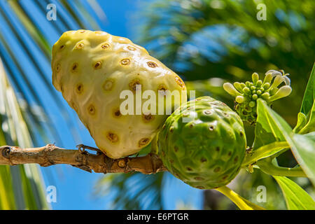 Le Noni, fruit de l'excellent morinda (Morinda citrifolia L., Morinda bracteata Roxb.), Pacifique Sud, Bora Bora, Polynésie Française Banque D'Images