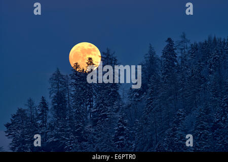 La pleine lune s'élève au-dessus d'une forêt d'hiver, Tyrol, Autriche Banque D'Images