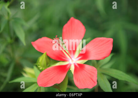 Hibiscus Banque D'Images