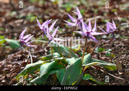 Violet dent chien japonais Banque D'Images