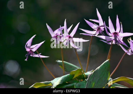 Violet dent chien japonais Banque D'Images