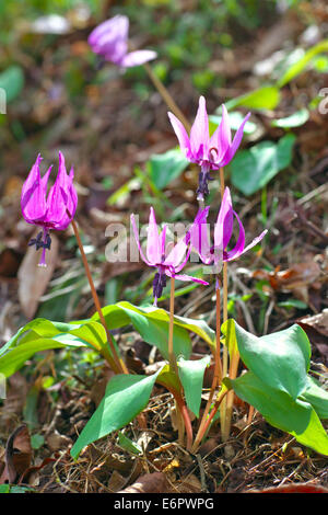 Violet dent chien japonais Banque D'Images