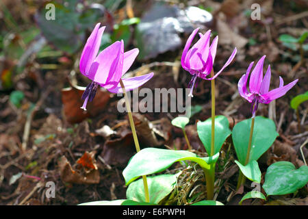 Violet dent chien japonais Banque D'Images