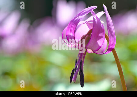 Violet dent chien japonais Banque D'Images