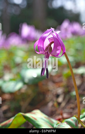 Violet dent chien japonais Banque D'Images