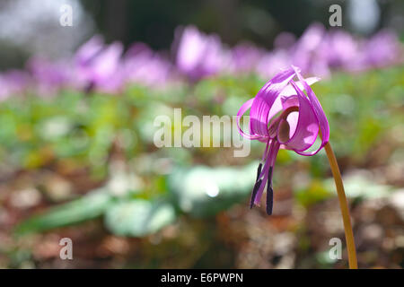 Violet dent chien japonais Banque D'Images