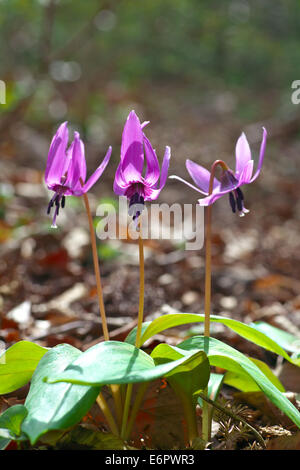 Violet dent chien japonais Banque D'Images