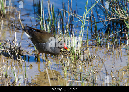 La Gallinule poule-d'eau Gallinula chloropus Teichhuhn Banque D'Images