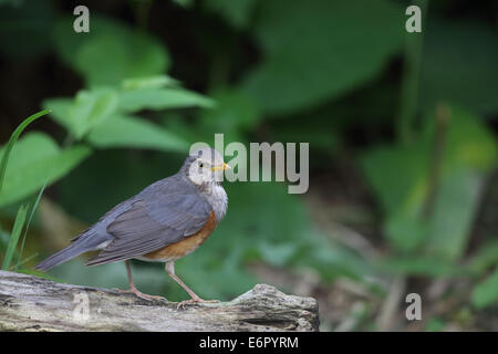 Gray-Backed Bicknell Banque D'Images