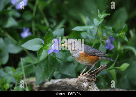 Gray-Backed Bicknell Banque D'Images