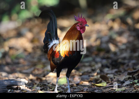 Red Junglefowl Banque D'Images