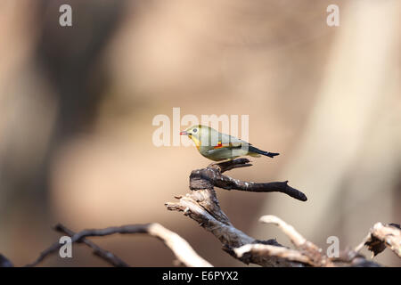 Red-Billed Leiothrix Banque D'Images
