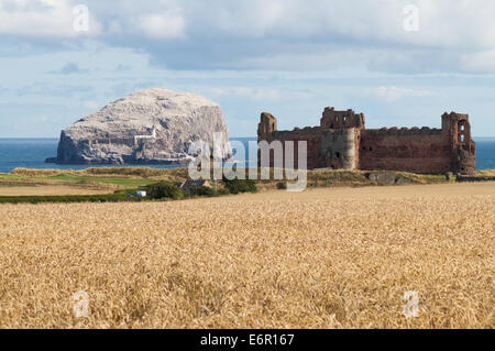 Bass Rock et le Château de Tantallon près de North Berwick, East Lothian, Ecosse, Europe Banque D'Images