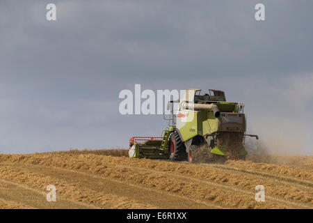 Moissonneuse-batteuse Claas la récolte d'un domaine de bonne maturité d'orge sur le South Downs. Banque D'Images