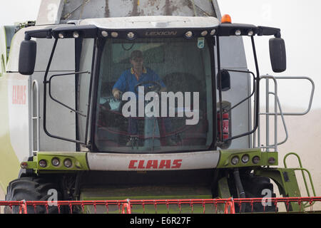 Farmer se concentre comme il se sert de sa moissonneuse-batteuse Claas pour récolter un champ de bonne maturité d'orge sur le South Downs. Banque D'Images