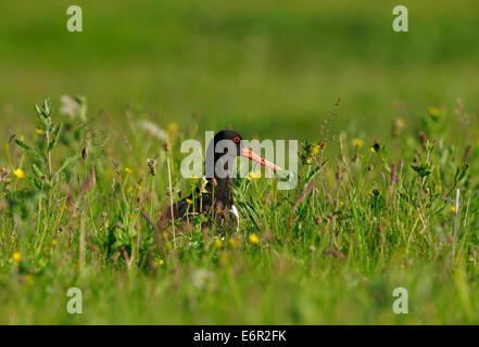 Huîtrier pie - Haematopus ostralegus Eurasian sur prairie "machair" Banque D'Images