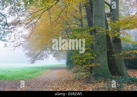 Burgwald à lohne, district de Vechta, oldenburger münsterland, Basse-Saxe, Allemagne Banque D'Images