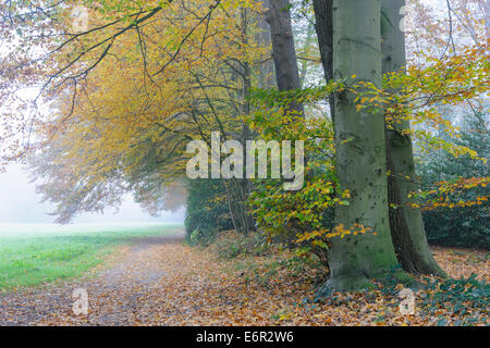 Burgwald à lohne, district de Vechta, oldenburger münsterland, Basse-Saxe, Allemagne Banque D'Images