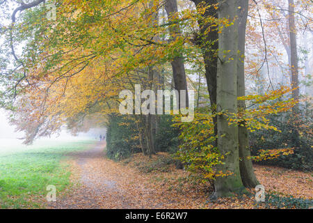 Burgwald à lohne, district de Vechta, oldenburger münsterland, Basse-Saxe, Allemagne Banque D'Images