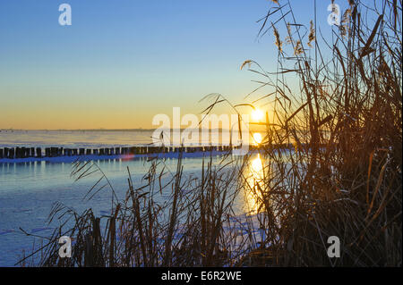 Soirée d'hiver sur le lac de Dümmer, dümmerlohhausen, district diepholz, Niedersachsen, Allemagne Banque D'Images