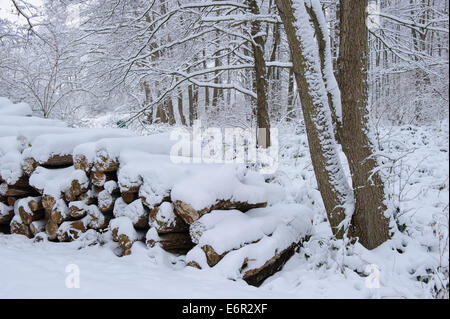 Welper wald en hiver, Bratislava, Bratislava, oldenburger münsterland, Basse-Saxe, Allemagne Banque D'Images