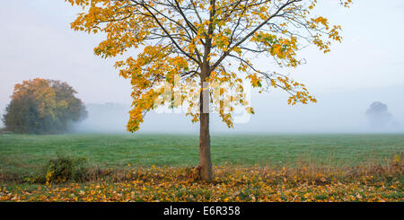 Arbre d'érable en automne, Bratislava, Bratislava, oldenburger münsterland, Basse-Saxe, Allemagne Banque D'Images