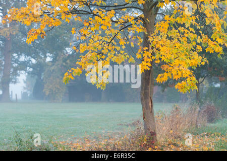 Arbre d'érable en automne, Bratislava, Bratislava, oldenburger münsterland, Basse-Saxe, Allemagne Banque D'Images