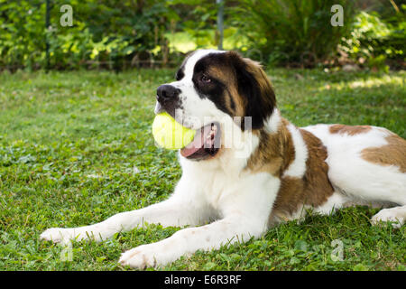 Un grand Saint Bernard chien jette dans une cour et joue avec une balle de tennis Banque D'Images