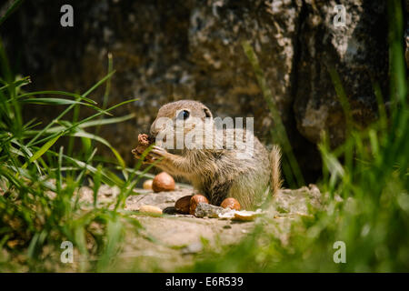 La masse européenne squirell (Spermophilus citellus) Banque D'Images