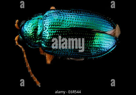 Crepidodera sp, U, DOS2, Maryland, comté de Dorchester 2013-01-25-160136 ZS PMax  8425016423 o avril, le comté de Dorchester, Maryland, probablement au large de Willow. Joe Cavey a fourni l'autodétermination Crepidodera sp, U, DOS2, Maryland, comté de Dorchester 2013-01-25-16 Banque D'Images